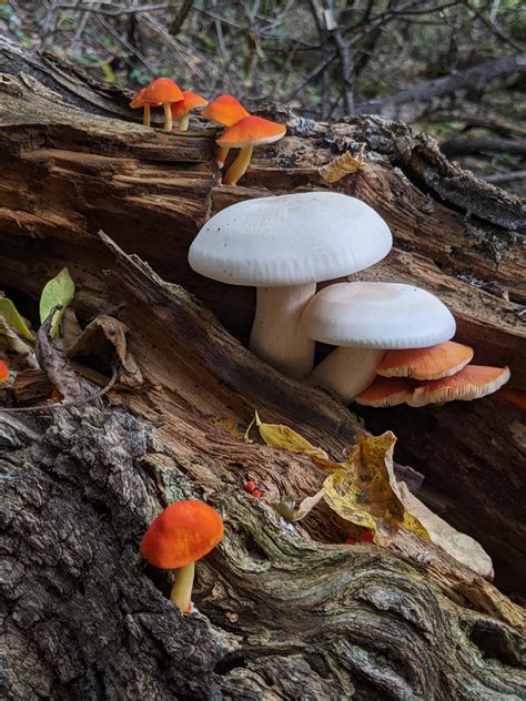 Fall Mushrooms Rmushrooms