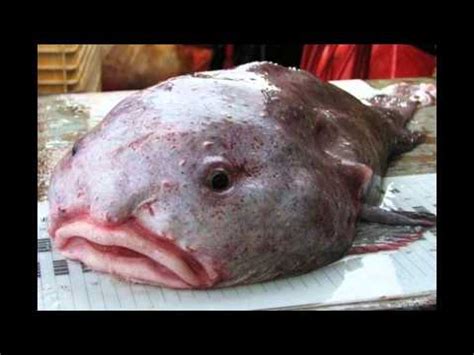 The blobfish is perhaps one of the most maligned oceanic creatures, ruthlessly teased for its appearance. Blobfish Löfven | FunnyCat.TV