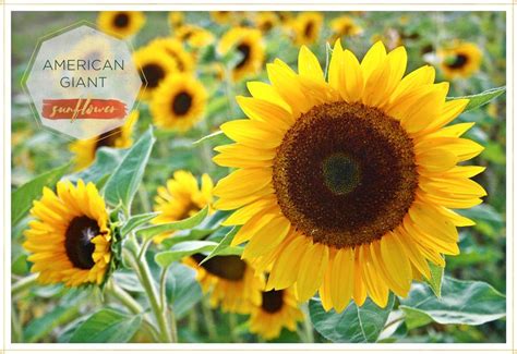 15 Most Beautiful Types Of Sunflowers Types Of