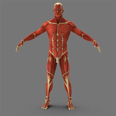 Total Muscles In The Human Body ~ Human Male Body And Muscular System