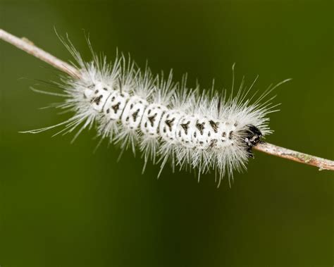 Hickory Tussock Moth Caterpillar Colin Gillette Flickr
