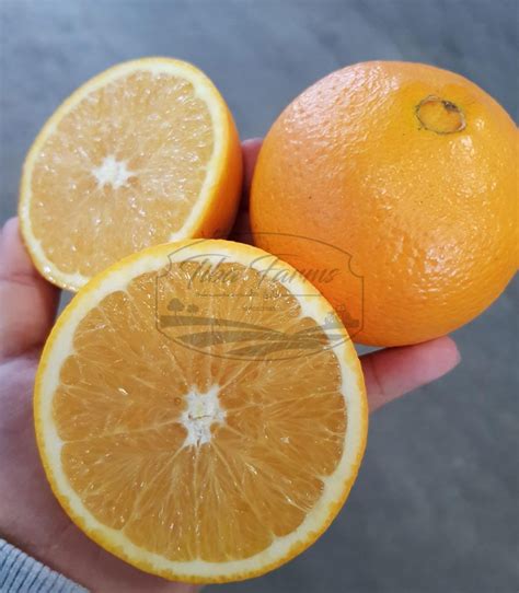 Orange Navel Tiba Farms