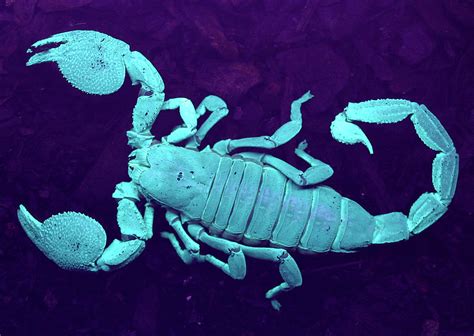 Emperor Scorpion Photograph By Natural History Museum Londonscience