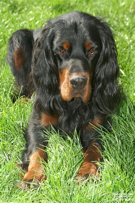 Aug 17, 2015 · irish setter. Gordon Setter Foto 20511 - hundund.de