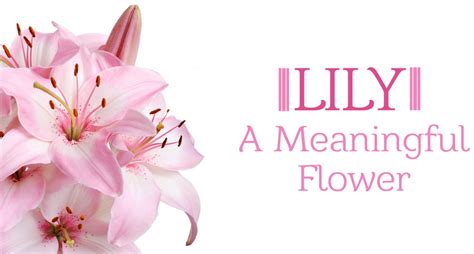 Bloodroot, also known as bloodwort or canada puccoon, is a white flower. Do You Know Lily Flower Meaning & Symbolism?? | Giftalove ...