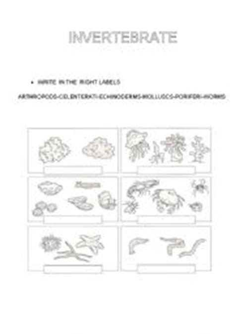 Work sheet on introduction to inverta brate : English worksheets: INVERTEBRATE