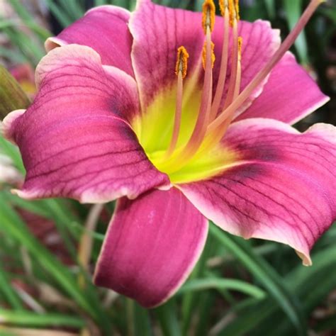 'little missy' was a featured plant of the day for march 21, 2017. Flickr: katiekniehoff's Photostream