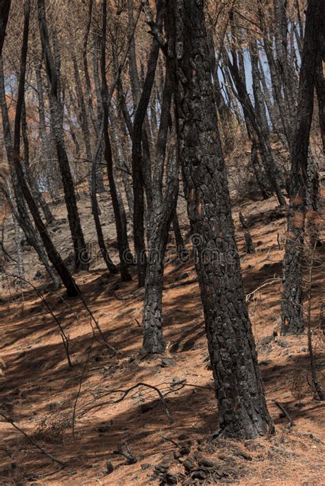 Burned Forest In Spain Stock Photo Image Of Burning 98674286