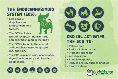 Cbd For Dogs 5 Health Benefits Backed By Science Dope Smoker