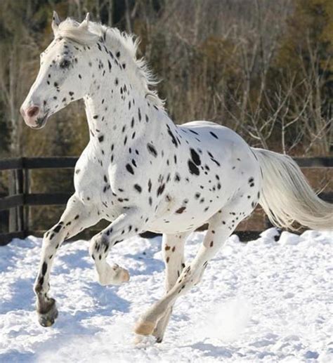 Аппалуза Лошадь Фото Фото Картинки