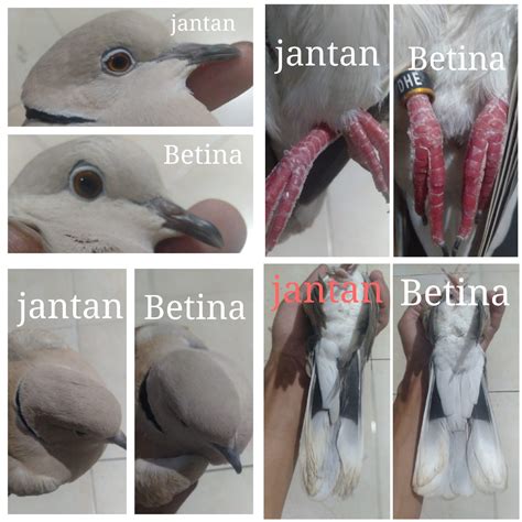 CIRI-CIRI PUTER PELUNG JANTAN DAN BETINA