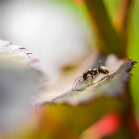 180 Ants Eye View Stock Photos Pictures And Royalty Free Images Istock