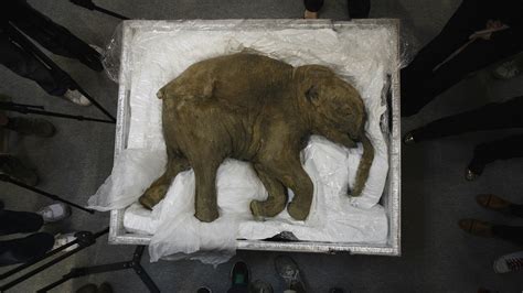 Scientists Are Working To Bring Back Extinct Animals Like The Woolly