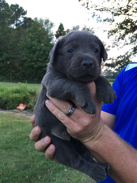 Temperament pros and cons exercise training sociability grooming health puppies. Labrador Retriever Puppies For Sale | Smithfield, NC #305459