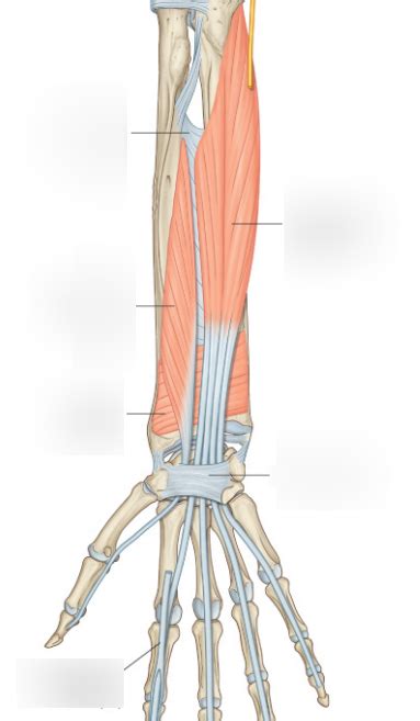 Msk Anatomy Anterior Forearm Deep Diagram Quizlet