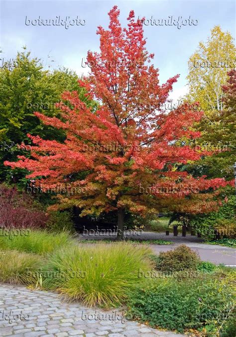Image Pin Oak Quercus Palustris 490126 Images Of Plants And