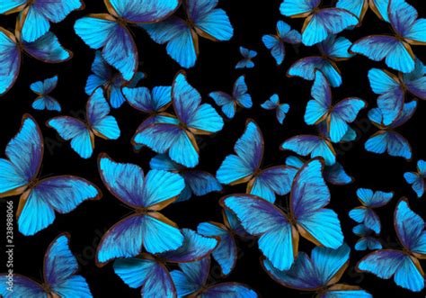 Wings Of A Butterfly Morpho Flight Of Bright Blue Butterflies