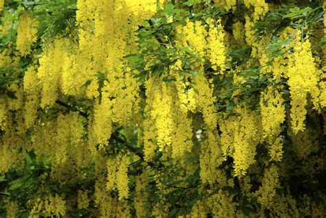 Forsythia bush with yellow flowered and green gras. 18 Varieties of Yellow-Flowering Plants