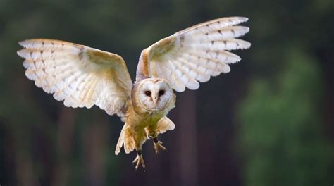 Owls Wings Could Hold Key To Quieter Aircraft The Statesman