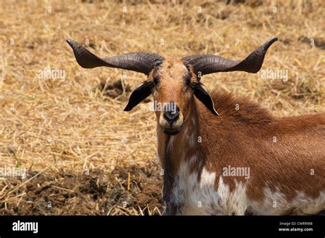 Indian Goat Hi Res Stock Photography And Images Alamy
