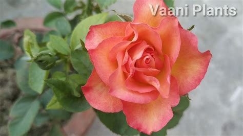 How To Care Rose Plants Care Of Rose Plants Vaani Plants Youtube