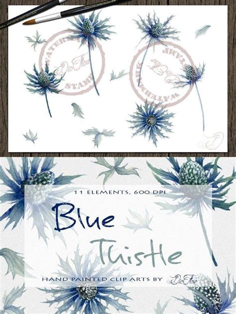 Blue Thistle Watercolor Clip Art Thistle Thistle Tattoo Watercolor