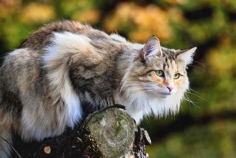 Are Norwegian Forest Cats Hypoallergenic Tips For Allergic Families