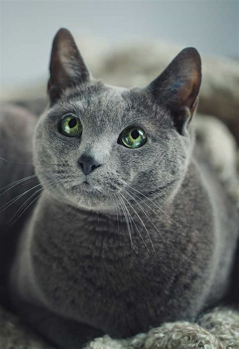Long Haired Russian Blue Spefashion