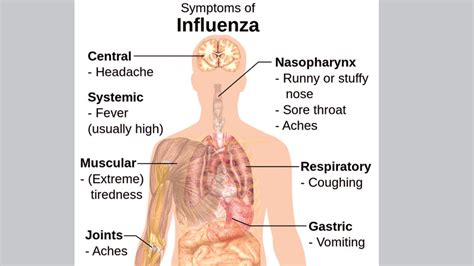 If there is no access to soap and water, use a sanitizer or an. Facts about influenza | theindependentbd.com