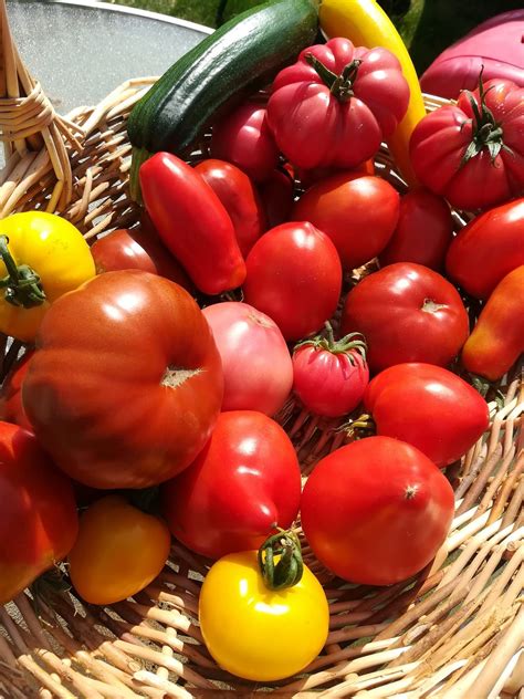 Choisissez des tomates de couleur au potager Potager Bio Plantation