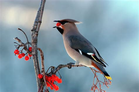 The Wonder Of Winter Birds The Spectator