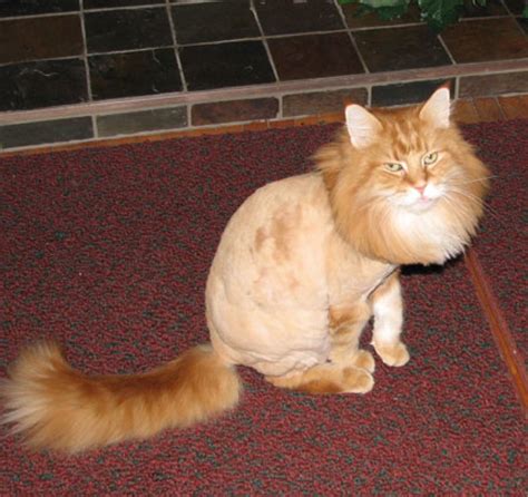 Unhappy Cats That Hate Their Stupid Haircuts