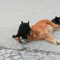 Top free images & vectors for chicago bulls logo upside down crab in png, vector, file, black and white, logo, clipart, cartoon and transparent. If you turn the chicago bulls logo upside down it looks like a robot bangs a crab - Meme Guy