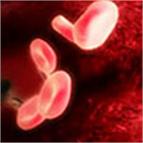 Check spelling or type a new query. BBC - KS3 Bitesize Science - Cells to systems : Revision ...
