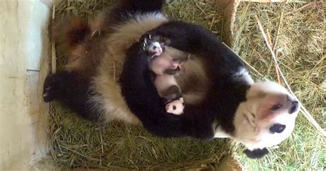 Giant Panda Mom Cuddles Up To Cute Cubs
