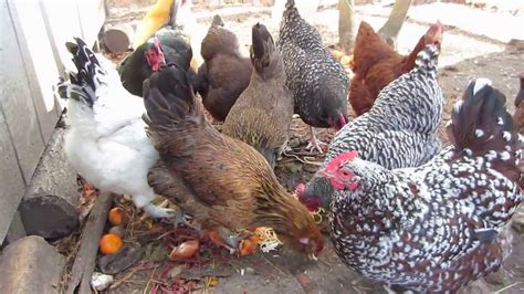 A backyard chickens 101 crash course of sorts. Feeding chickens kitchen scraps - YouTube