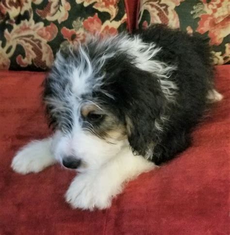 Bernese mountain dogs raised in the hills of ohio's heartland. Bernedoodle Puppies For Sale | Bellville, OH #291230