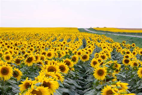 We have an extensive collection of amazing background images carefully chosen by our community. Sunflower Wallpapers Images Photos Pictures Backgrounds