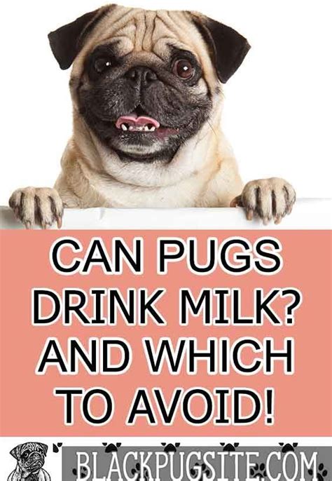 I have been giving my 2 labs baby food with their dog food for over 8 years. Can Pugs drink milk? And a look at why you should never ...