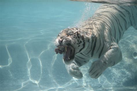 White Tiger Swimming Under Water 4k Ultra Fond Décran Hd Arrière