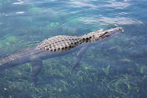 Swimming Gator Alligator Animals Gator