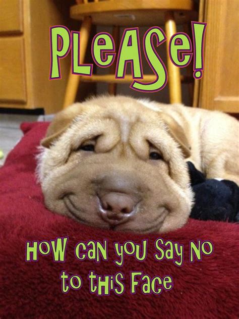 Please Funny Dog Faces Silly Dogs Funny Dogs