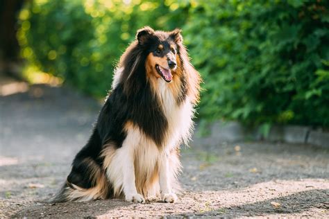 The Tricolor Rough Collie Scottish Collie Long Haired Collie