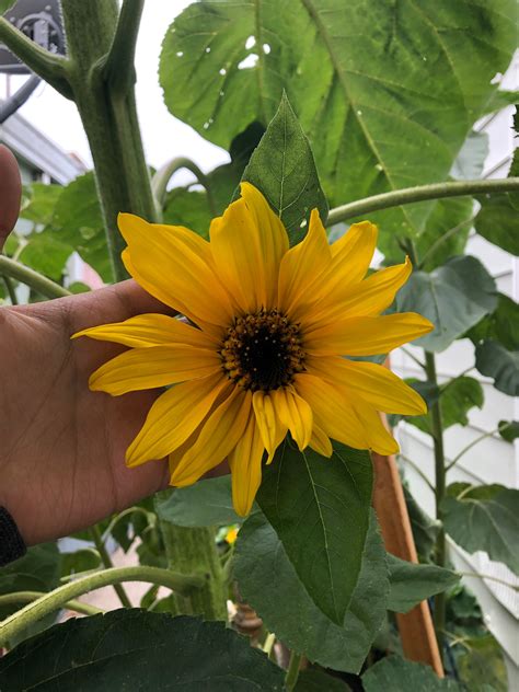 American Giant Sunflower Planting Seeds Etsy
