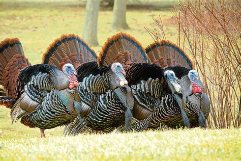 Attacks On Humans By Wild Turkeys Are On The Increase In The Us The
