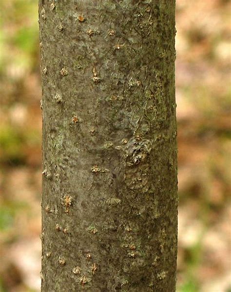 Crabapple Tree Bark