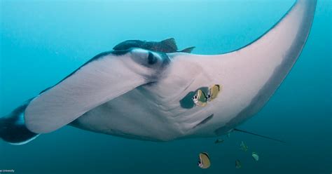 New Oregon Research Largest Known Manta Ray Population News