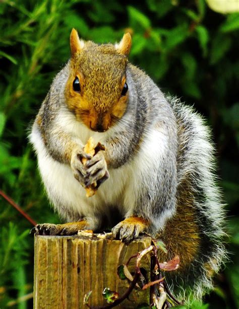 Squirrel Standing On A Tree Stump Eating A Nut Image Free Stock Photo