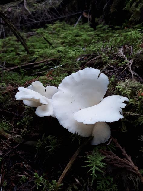 Unidentified Mushrooms Kootenay Bc Mushrooms Fungi Nature
