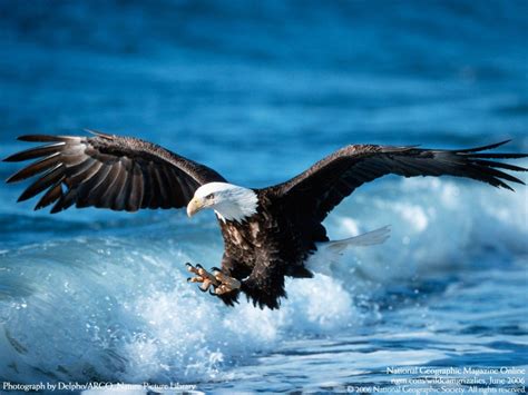 Bald Eagle Over Water Xpost Rsomeonetookapicture Pics